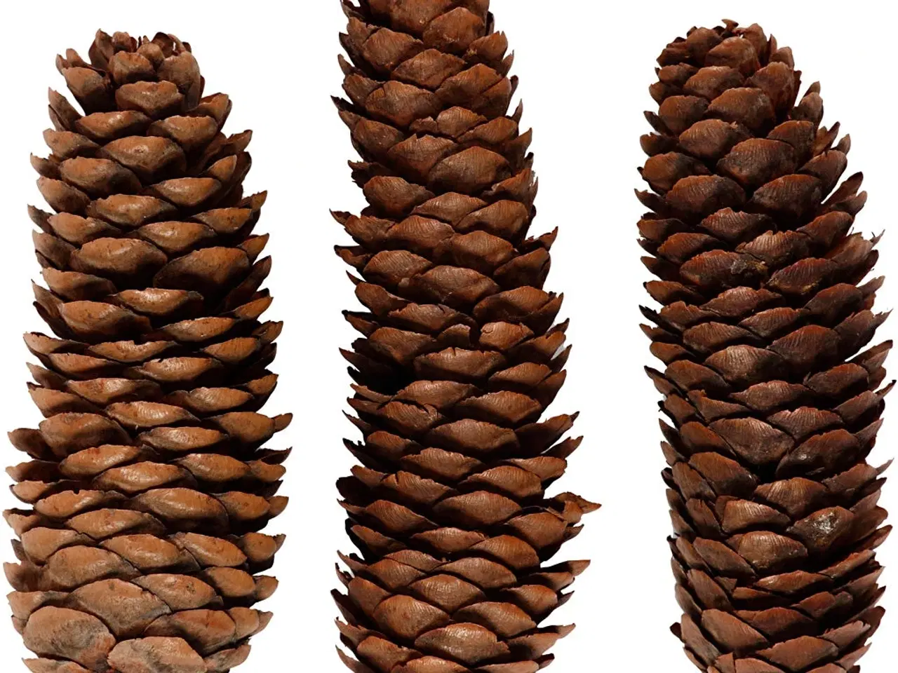 Billede 1 - Grankogler, diam. 40 mm, ca. 14 stk., 300 g/ 1 pk.