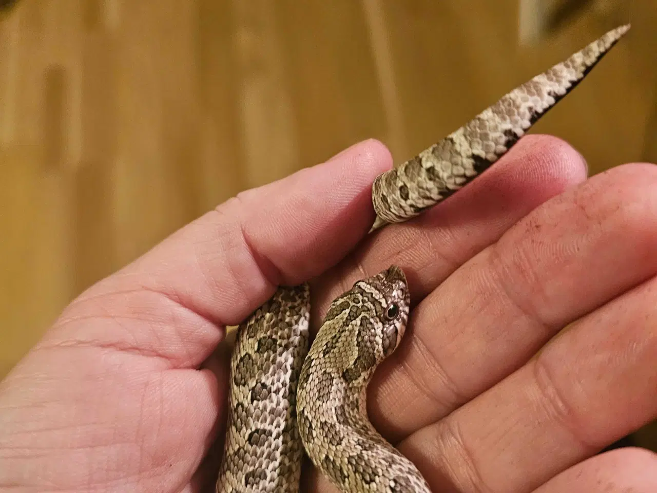 Billede 1 - Trynesnog