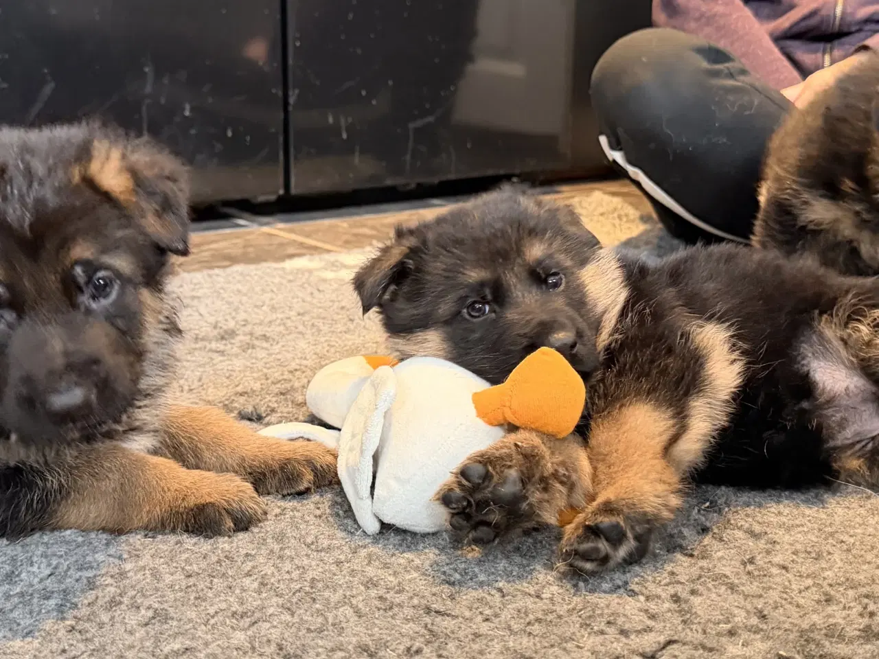 Billede 12 - Schæferhvalpe med stamtavle