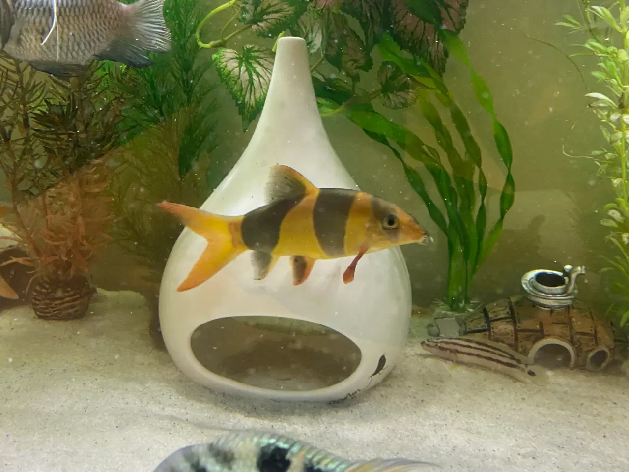 Billede 3 - Søger denne fisk