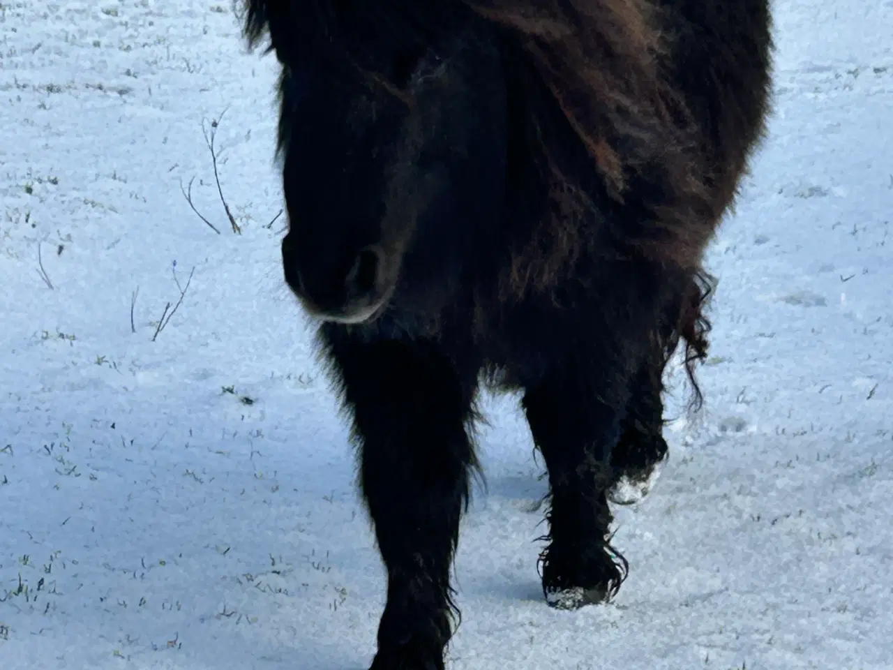 Billede 2 - Skøn mini shetlænder hoppe sælges 