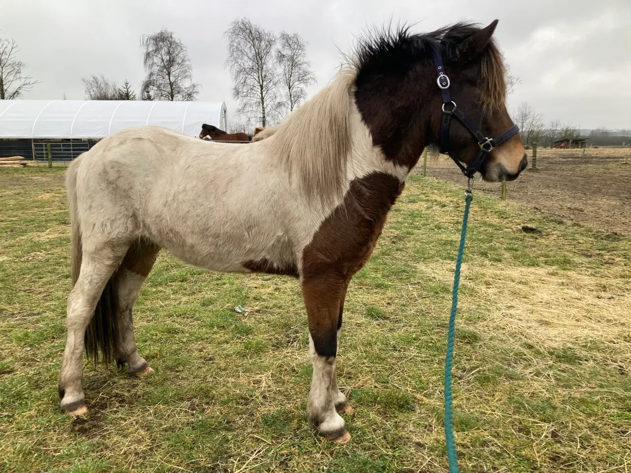 Billede 2 - Islænder hingst/vallak 3 år til sommer