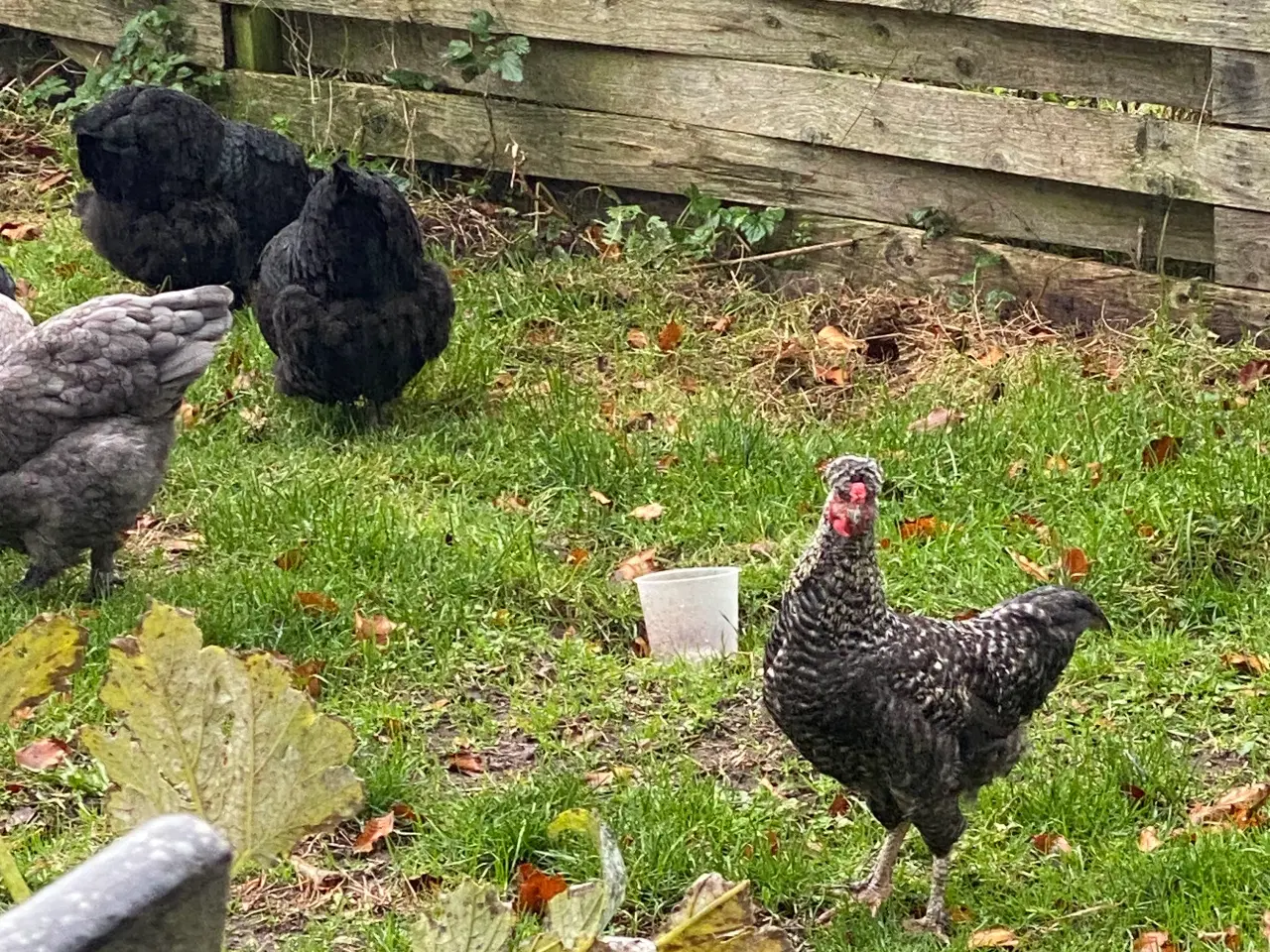 Billede 2 - Dværghøns 