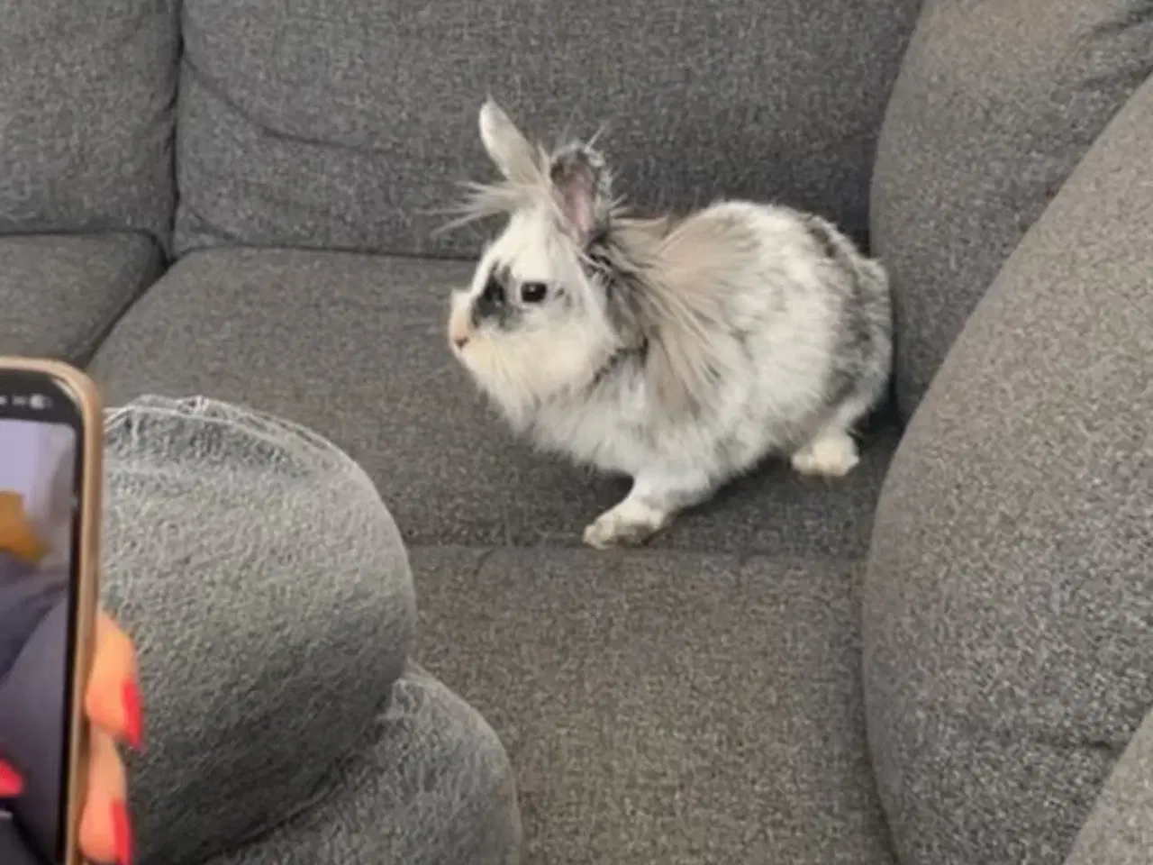 Billede 5 - Løvedhoved/rex hun kanin