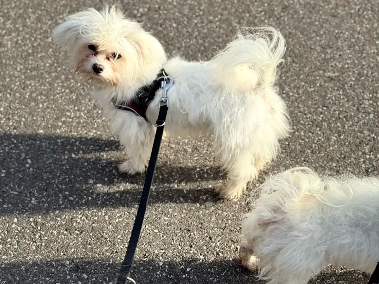 Billede 2 - Mini malteser søger hjem