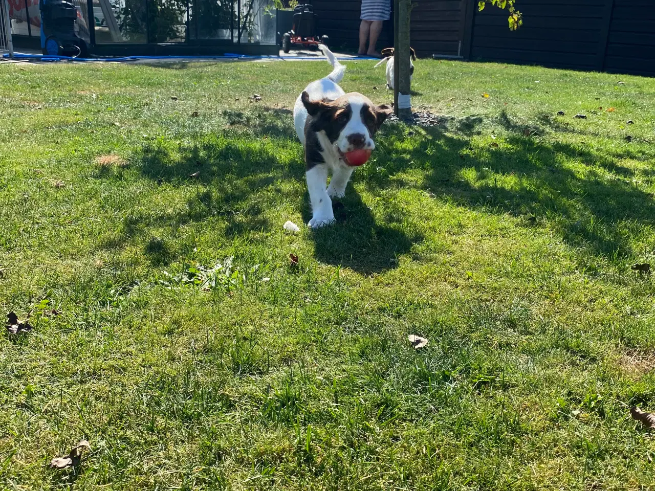 Billede 3 - FT Springer Spaniel - 4 hanner klar til nye hjem