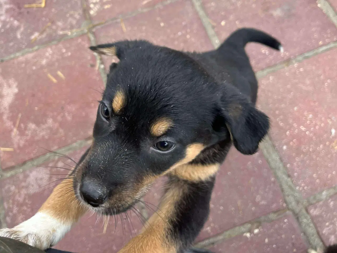 Billede 7 - Sødeste Crossaint søger familie 