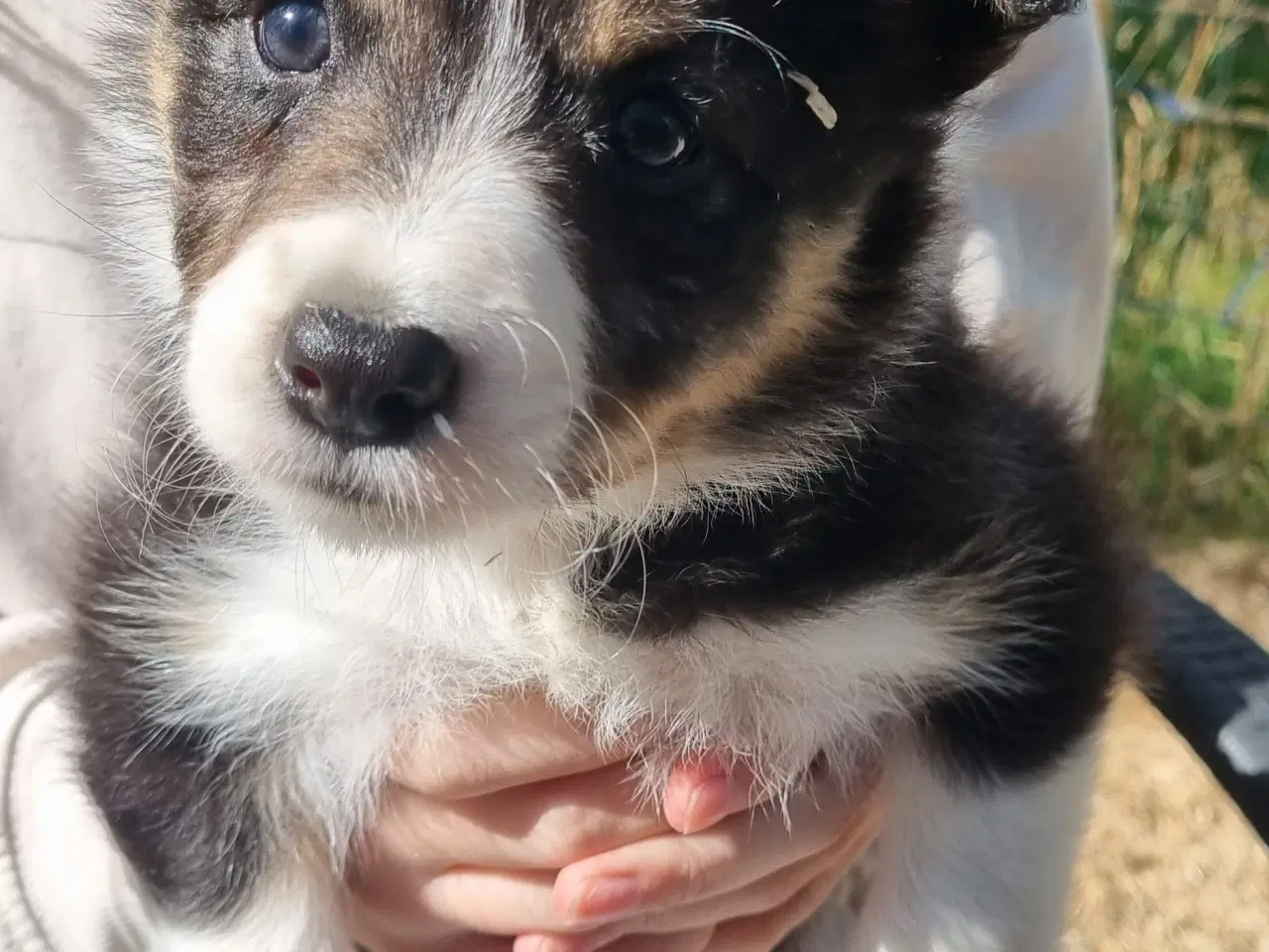 Billede 4 - Border collie tæve