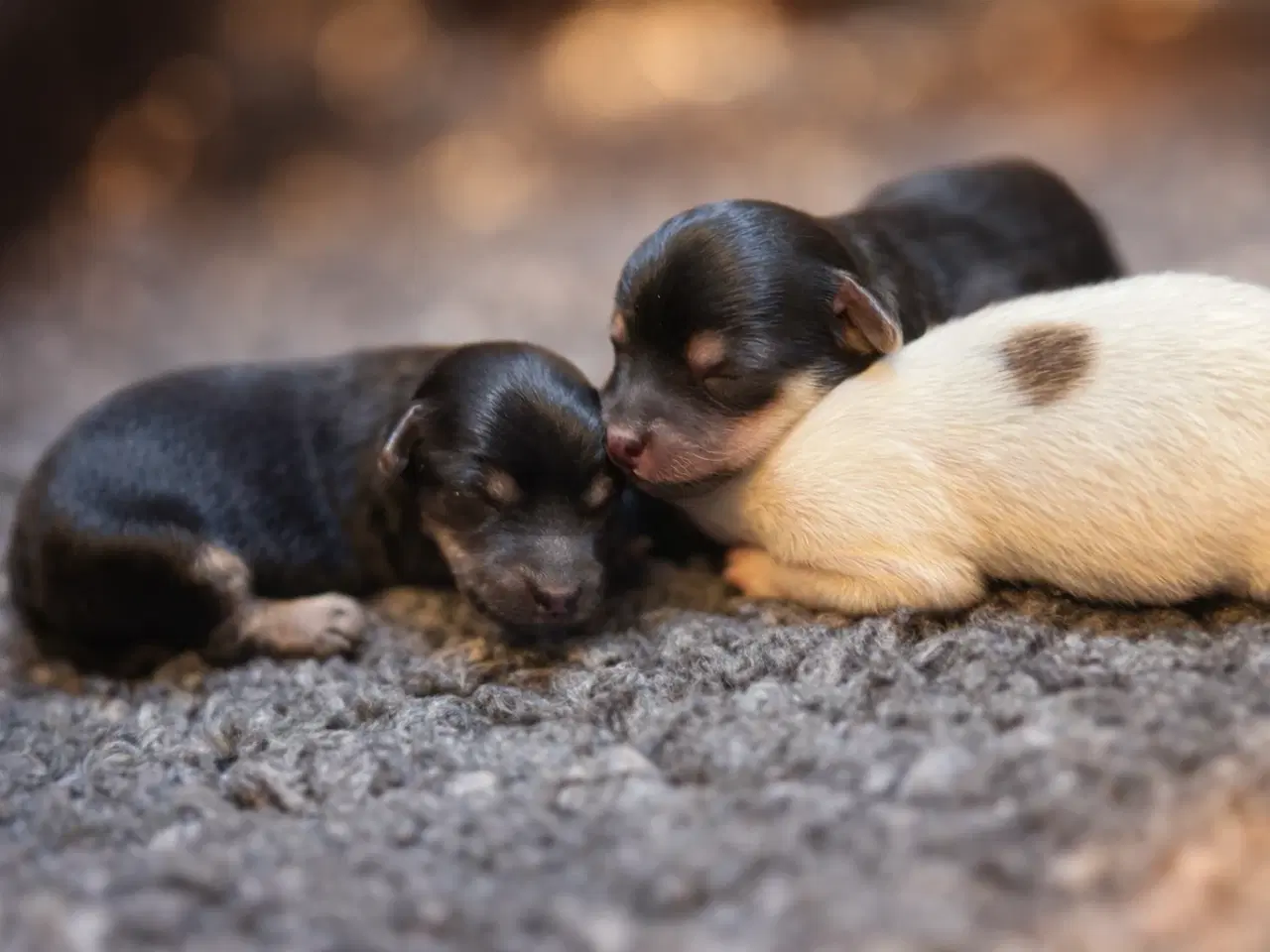 Billede 2 - Maltipoo fra undersøgte forældre.