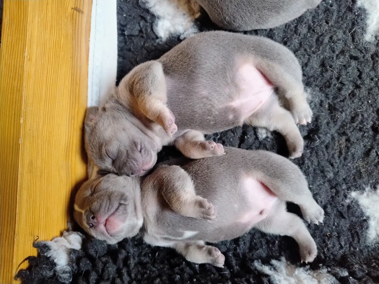 Billede 3 - Fransk Bulldog Hvalpe