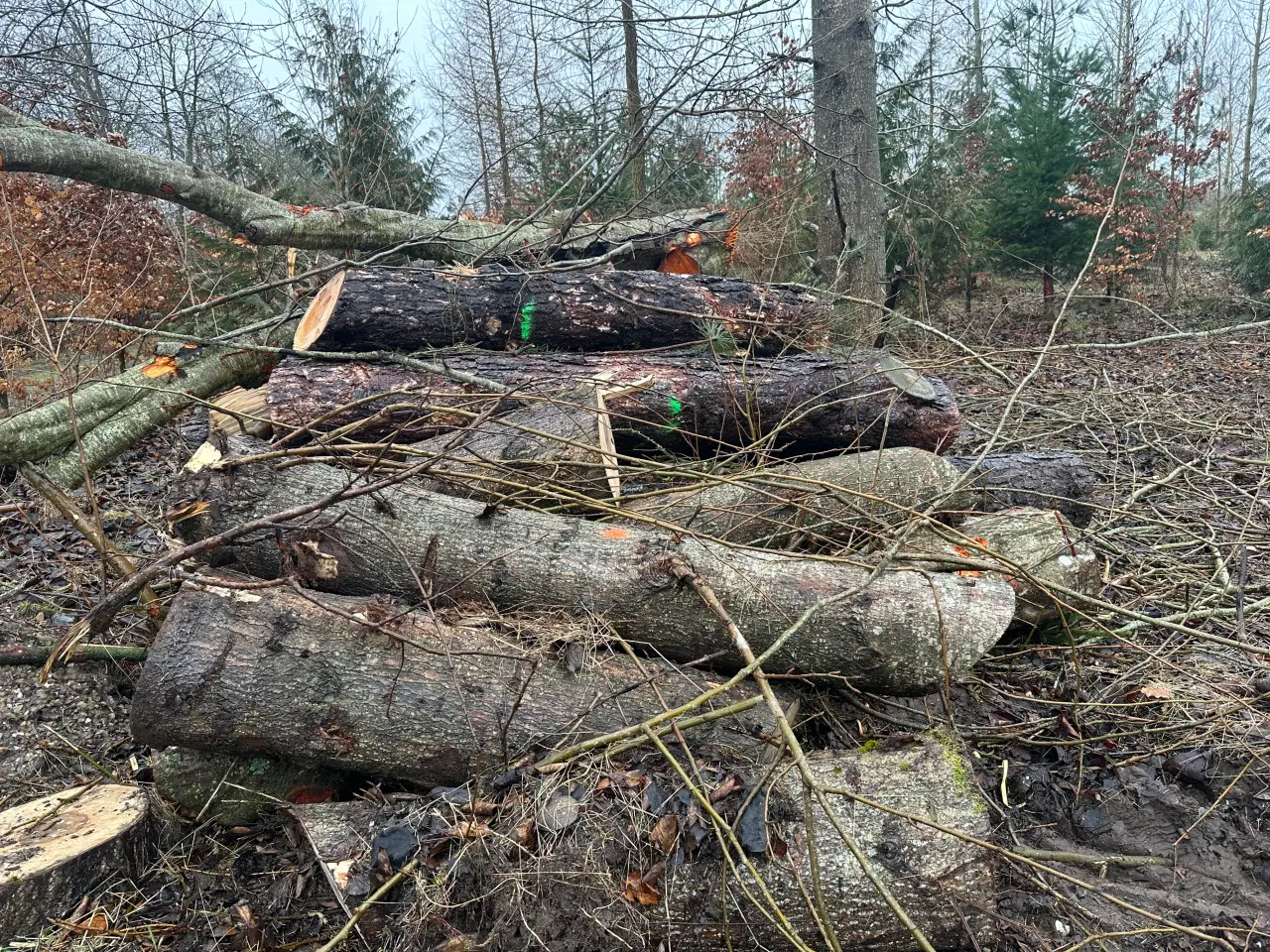 Billede 1 - Nyskovet fyrretræ, blandet træ 