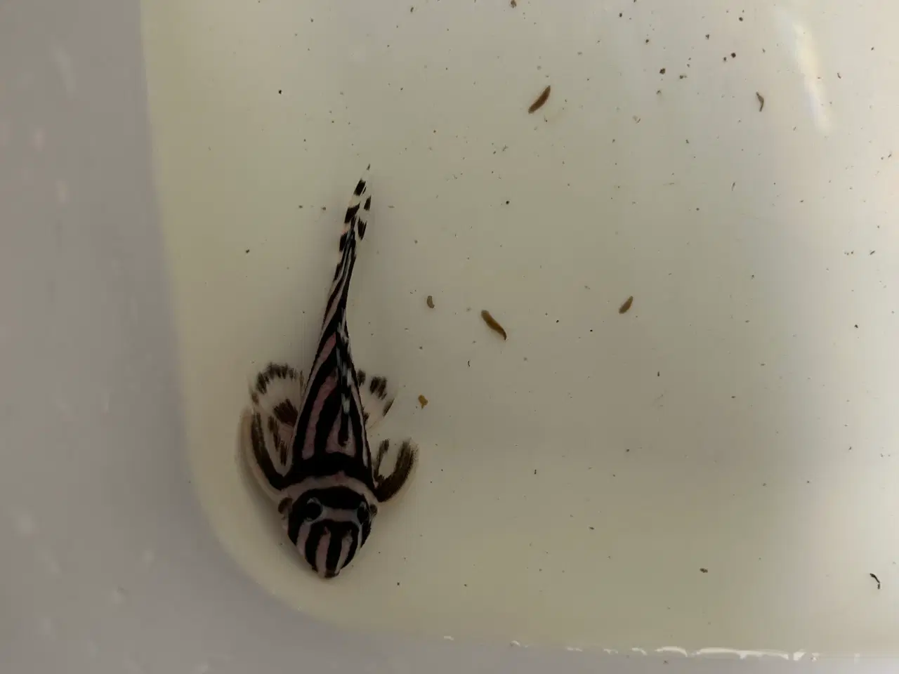 Billede 1 - L46 Hypancistrus Zebra