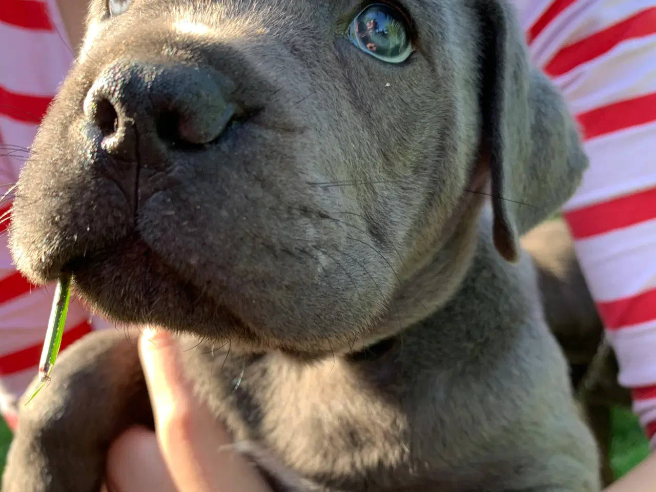 Billede 5 - Cane Corso Italiano hvalpe 