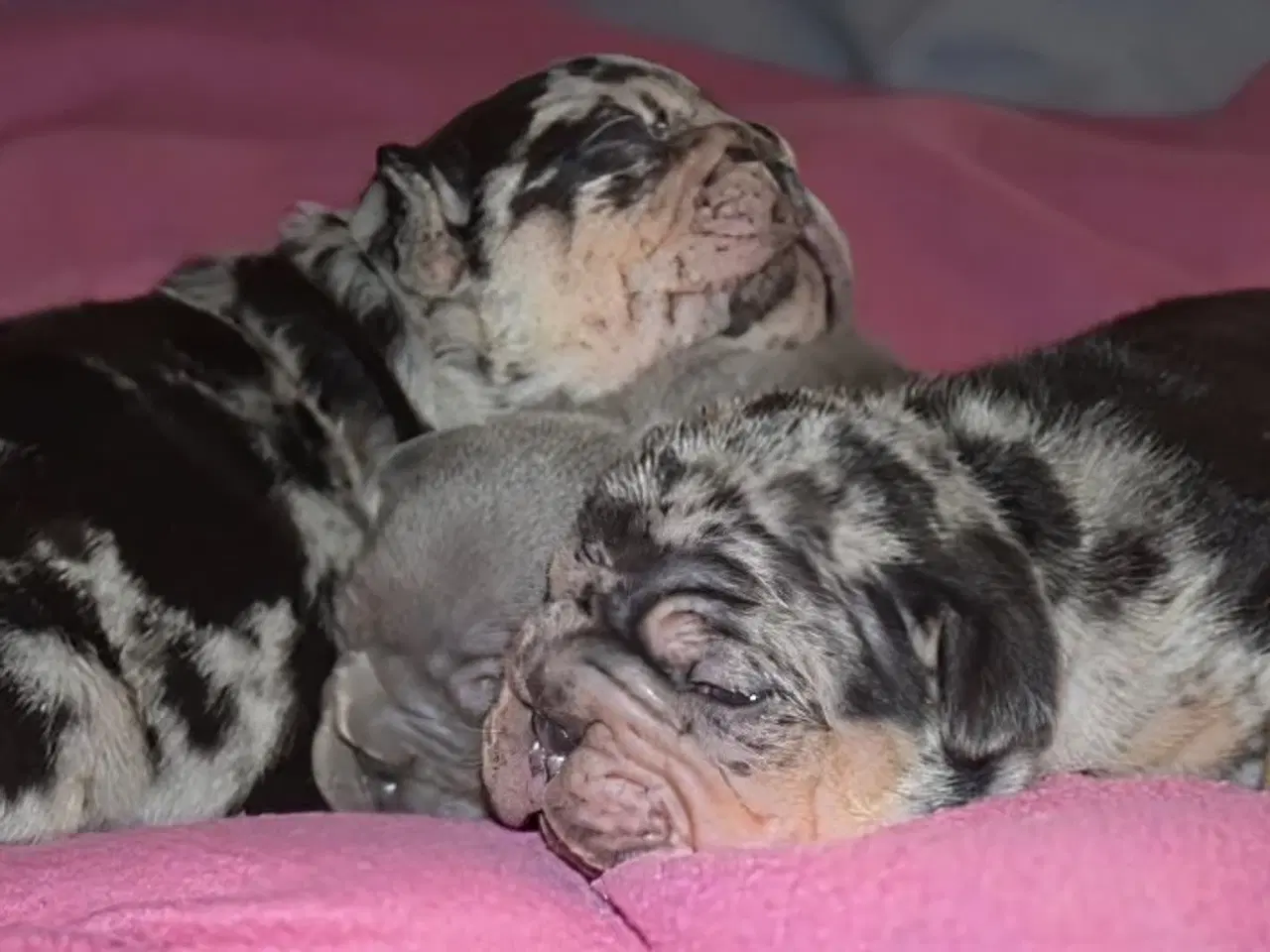 Billede 14 - Fransk Velvet bulldog. NEDSAT!