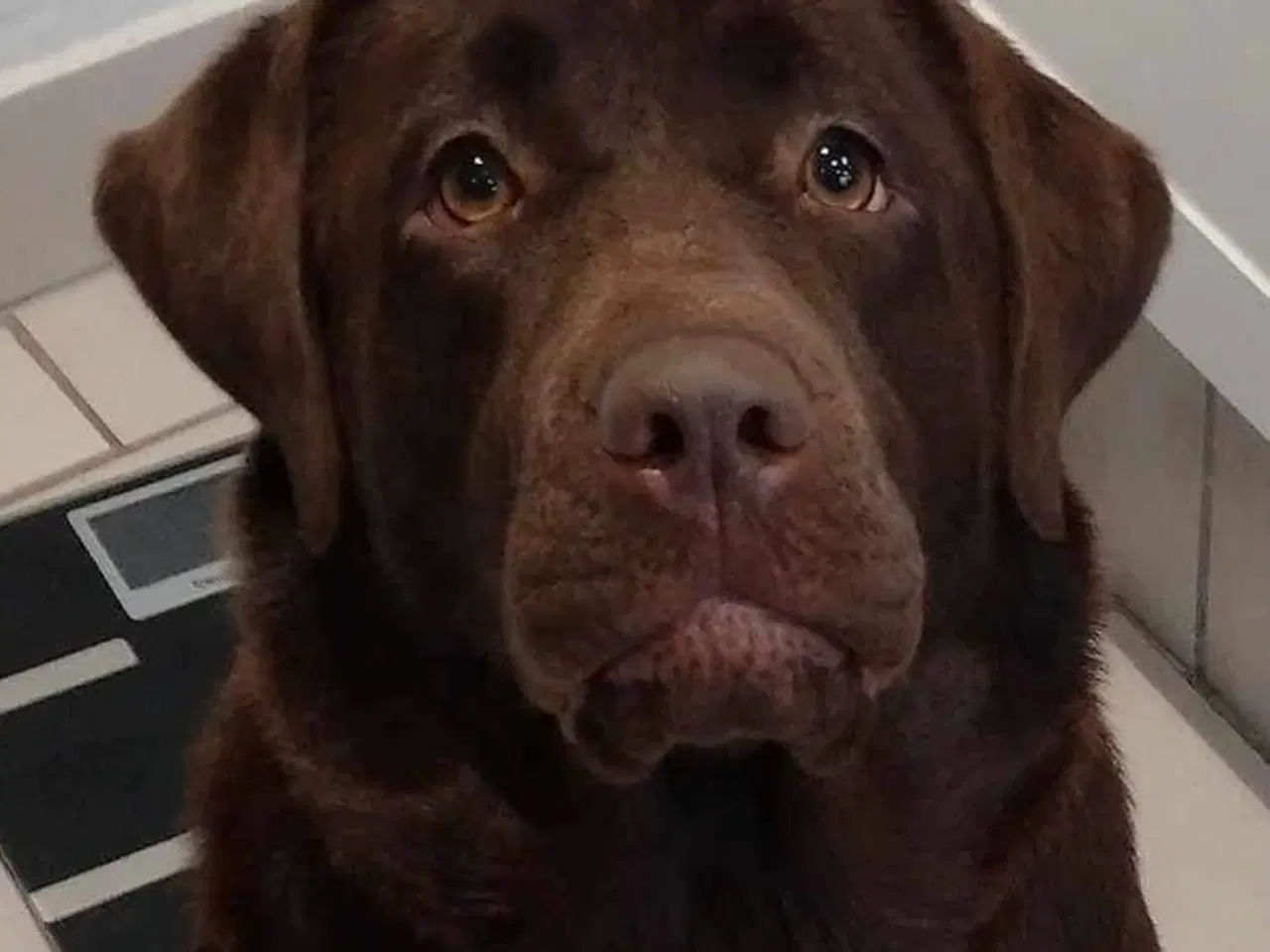 Billede 5 - Labrador hvalpe 