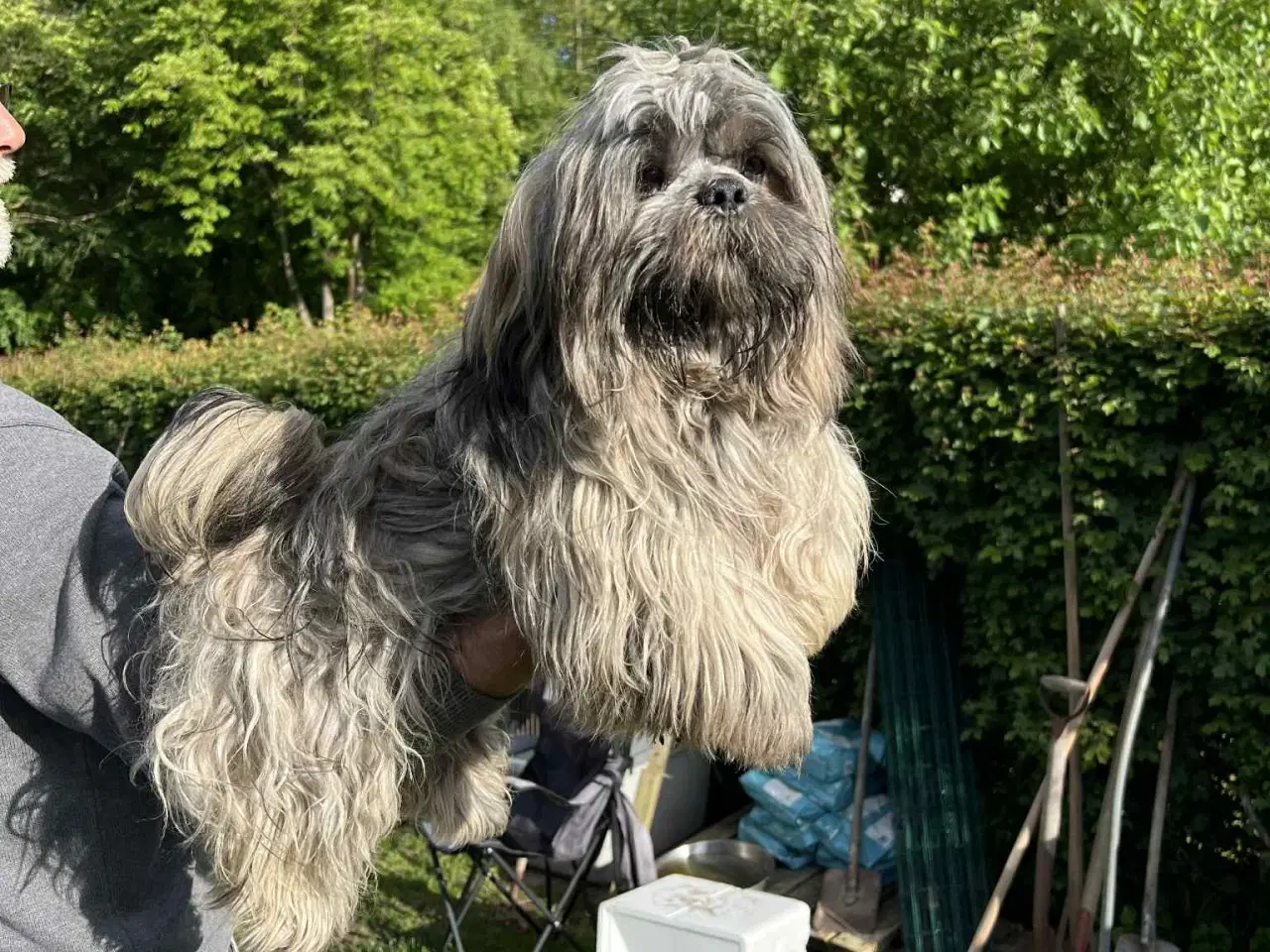 Billede 3 - Lhasa Apso Stueopdræt