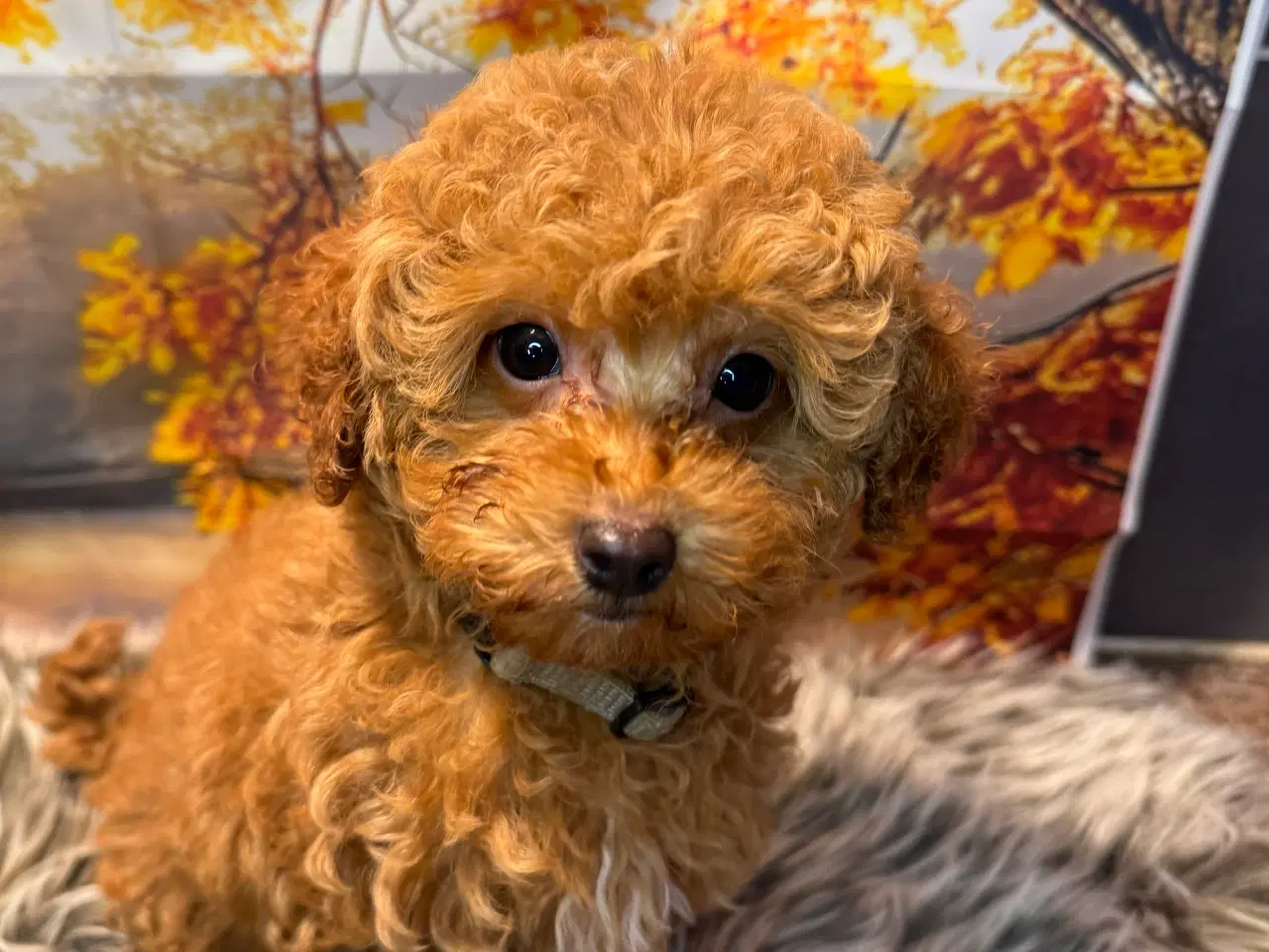 Billede 4 - Maltipoo  få rejseklar 