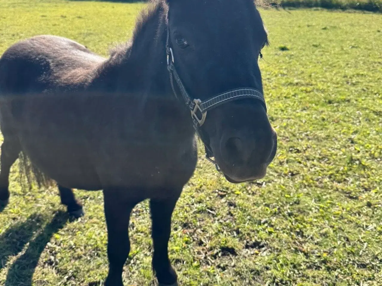 Billede 5 - Sort Shetlænder pony søger kærlig familie