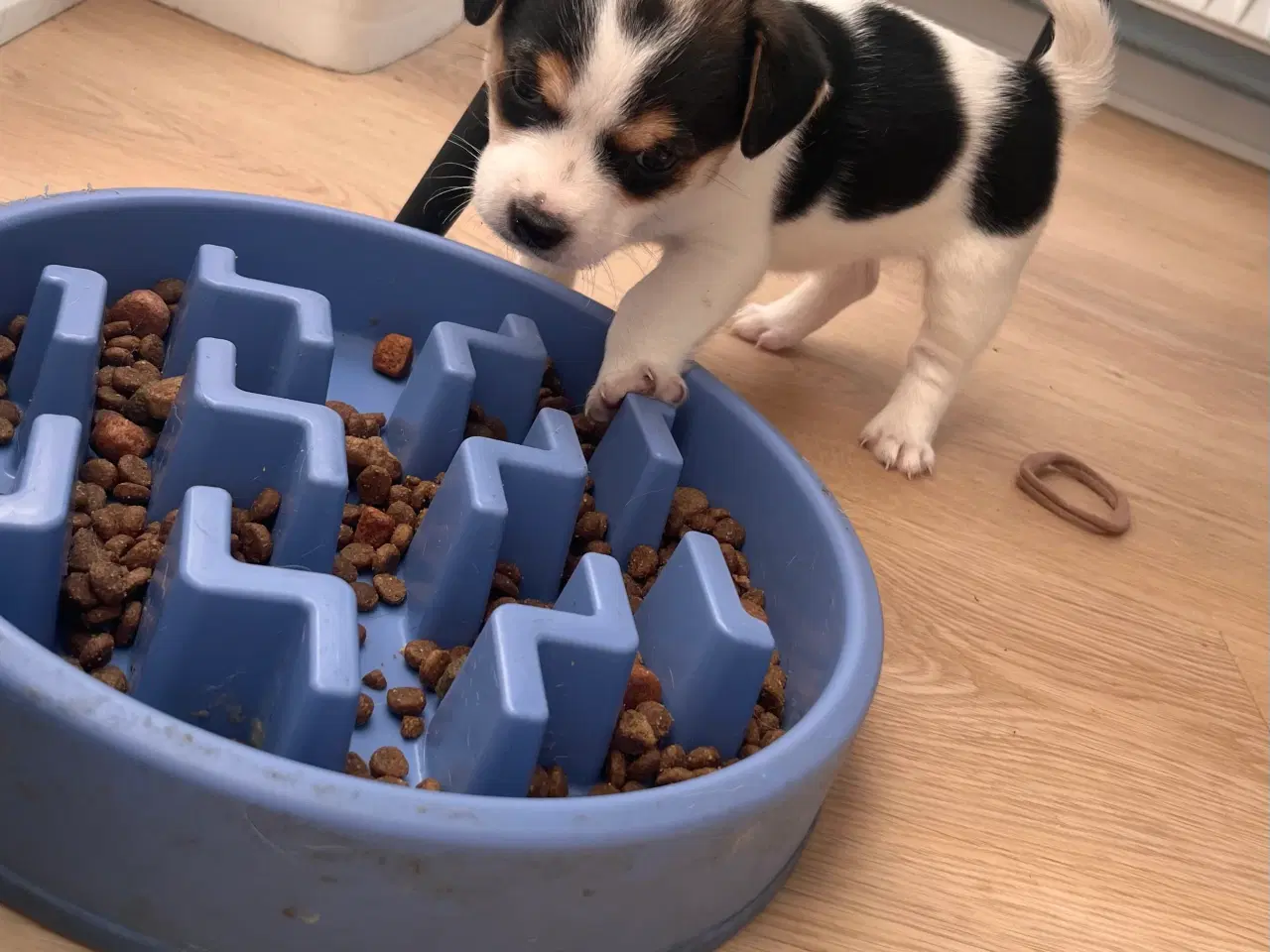 Billede 3 - Lille blandings hvalp pige 