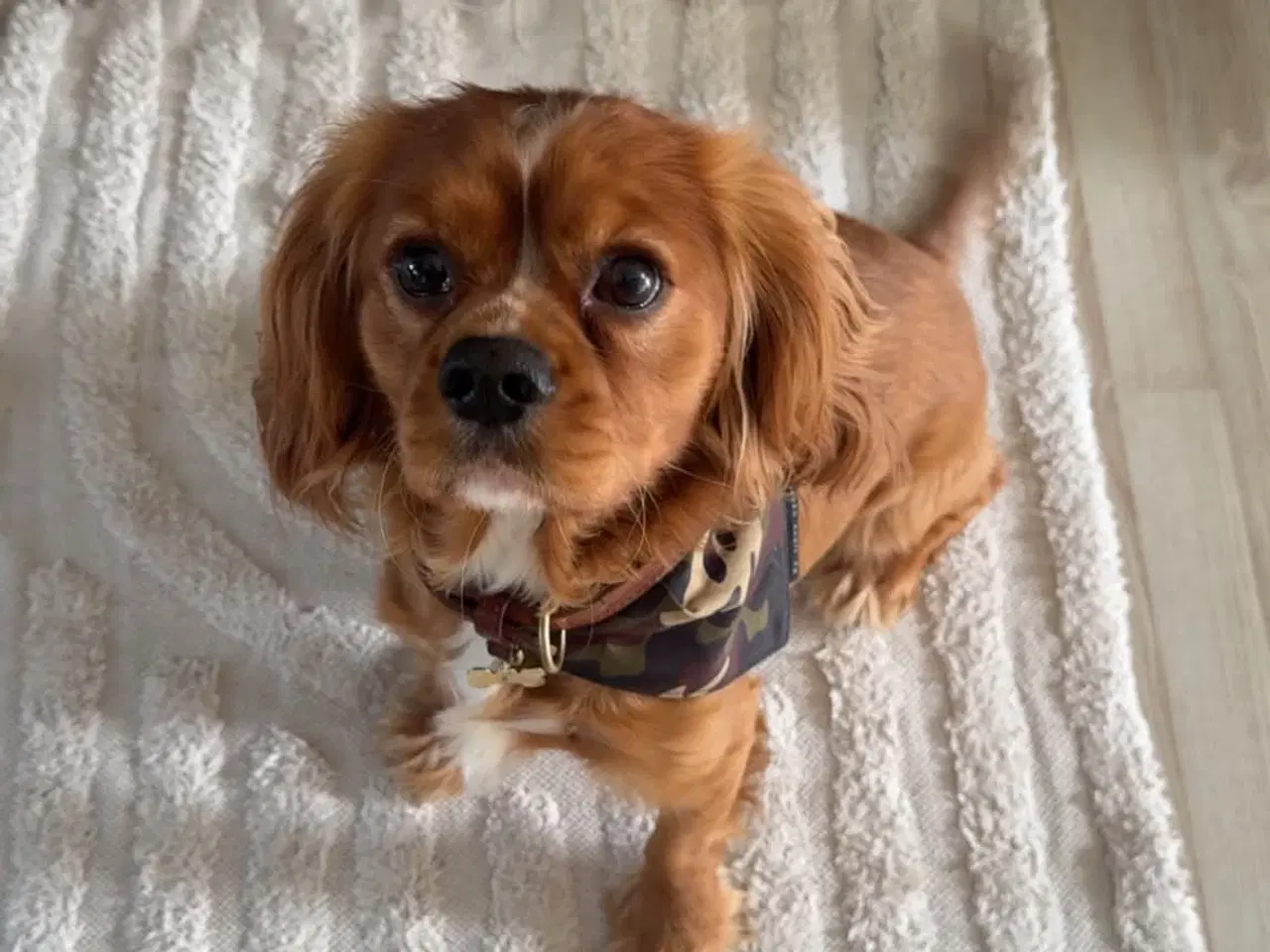 Billede 1 - Cavalier King Charles