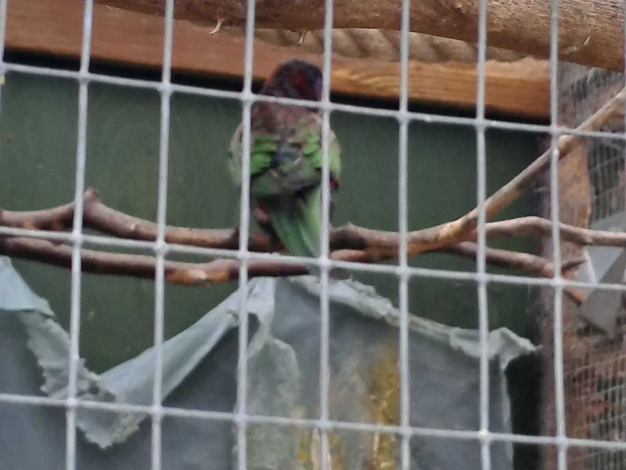 Billede 1 - Bjerg lori unger