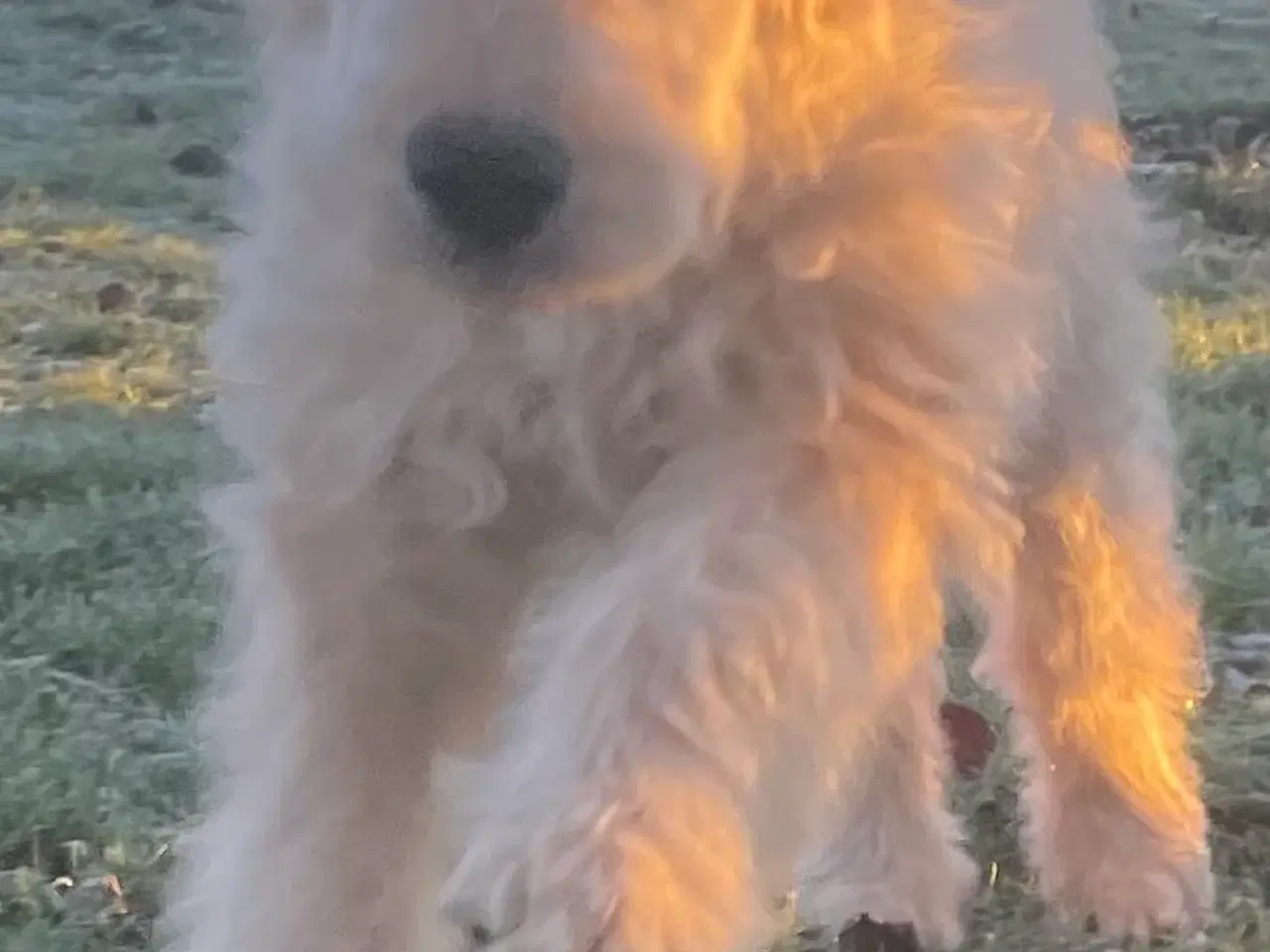 Billede 18 - Goldendoodle-HVALPE