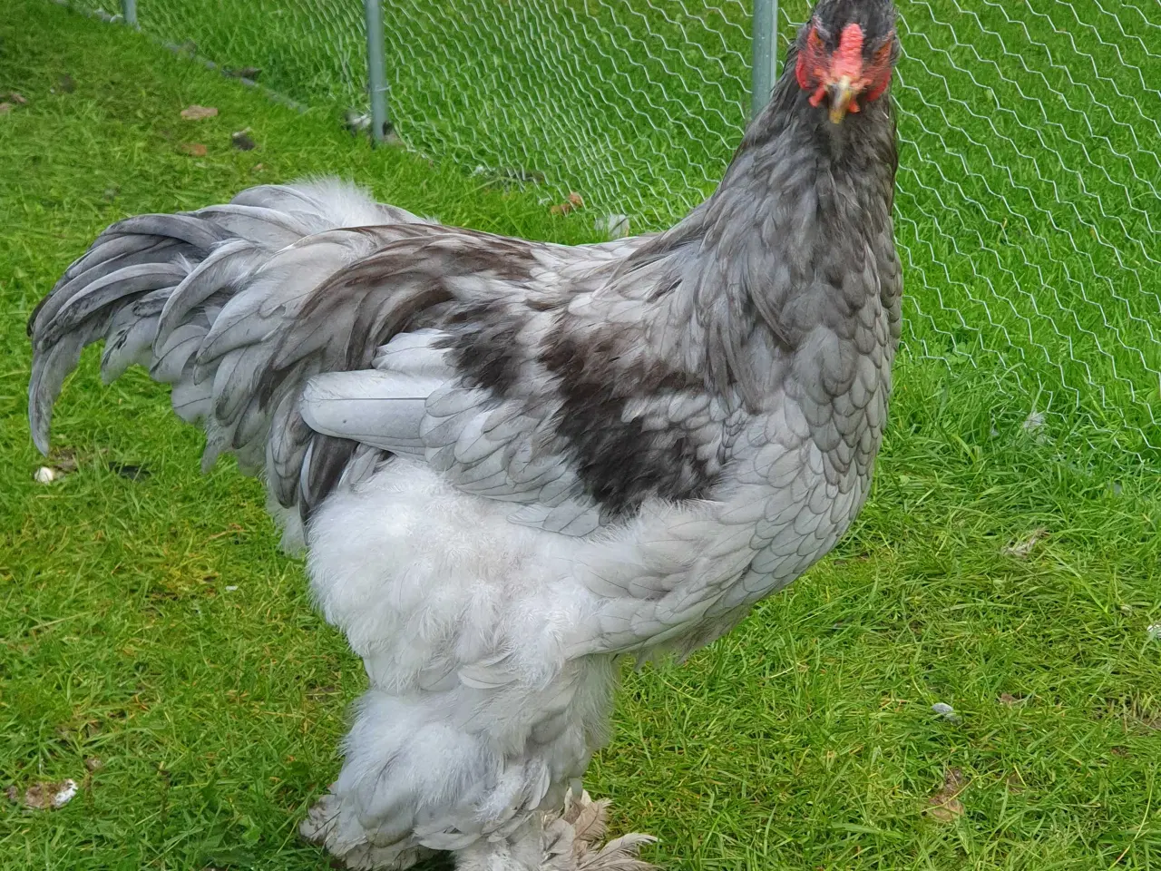 Billede 3 - Renracet Brahma 