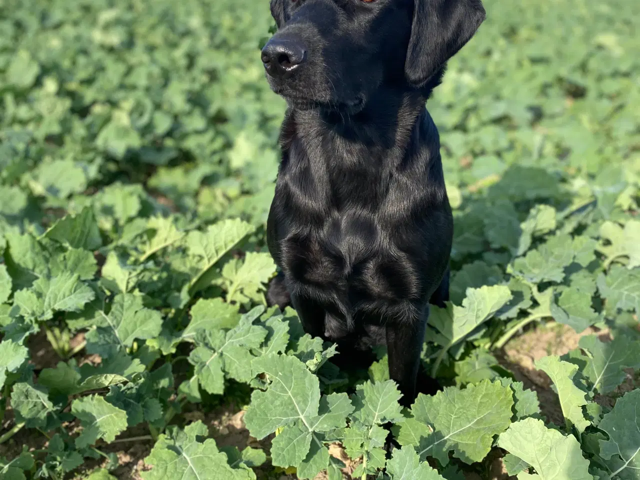 Billede 4 - Smukke labradorhvalpe efter rigtig gode jagtlinier