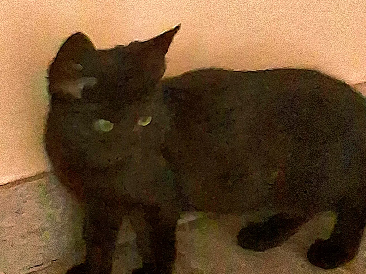 Billede 13 - Minikat killinger søger nye kærlige hjem.