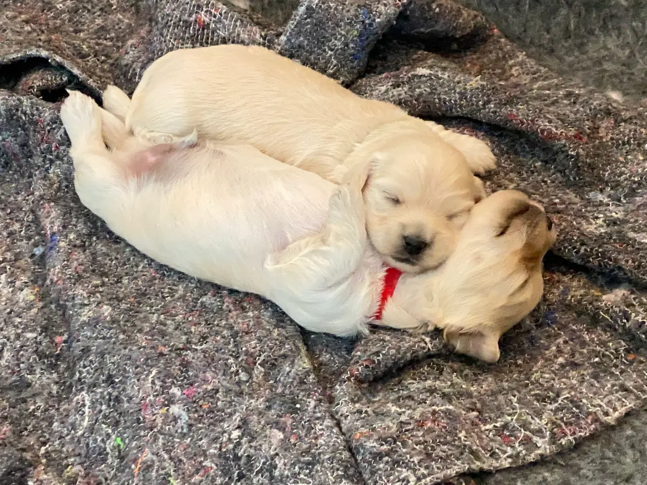 Billede 11 - Bomuldshunde - Havatons 