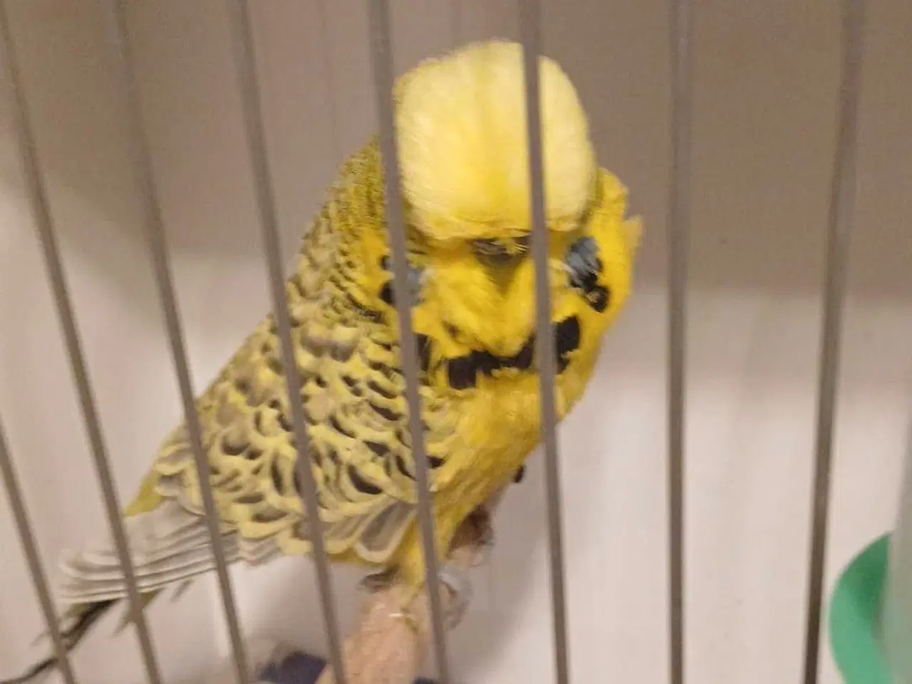 Billede 7 - 1 par Engelske undulater 