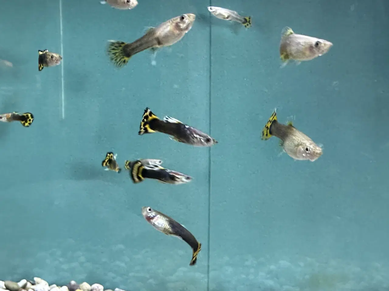 Billede 2 - Sun flower guppy 