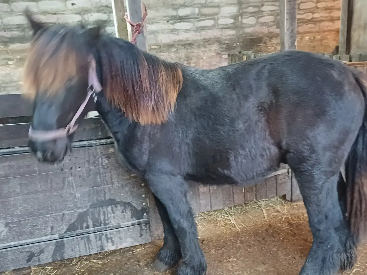 Billede 6 - 1 årig Jyskhest hingst sælges