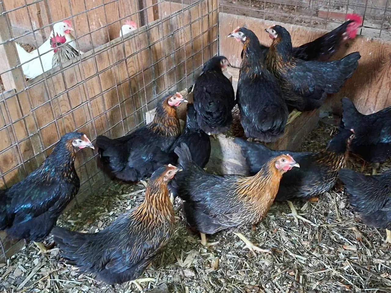Billede 1 - Høns