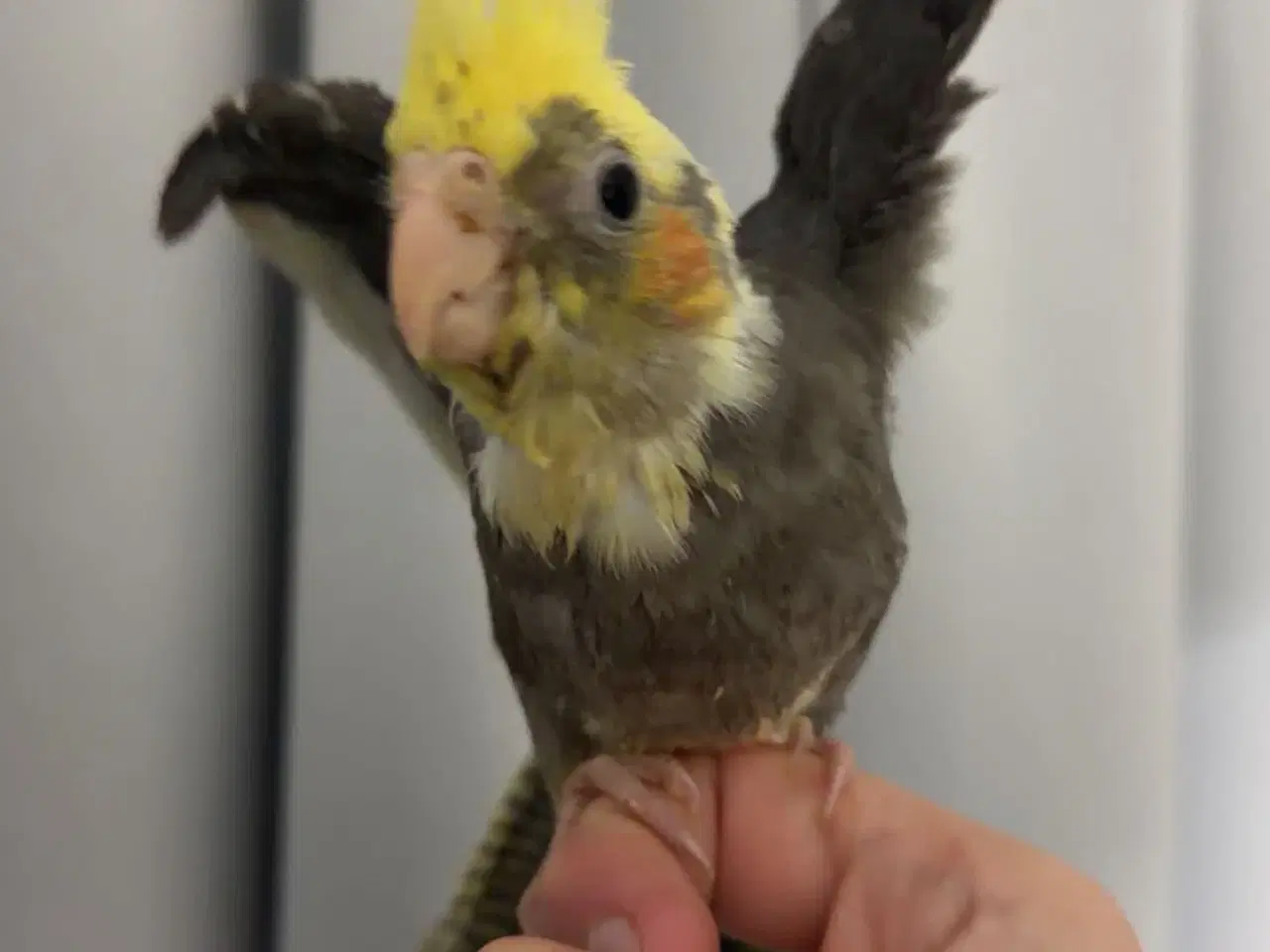 Billede 5 - 100% Tammr nymfeparakit unger