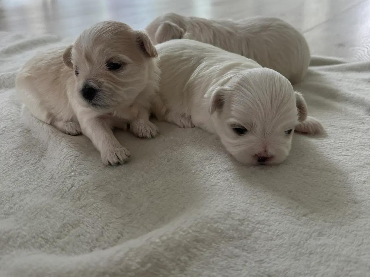 Billede 3 -  🐶 Boomer hvalpe 🐶 