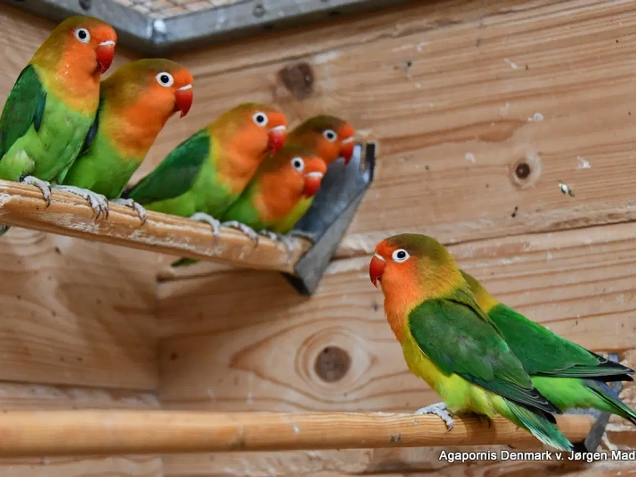 Billede 2 - Rødhovedet dværgpapegøje