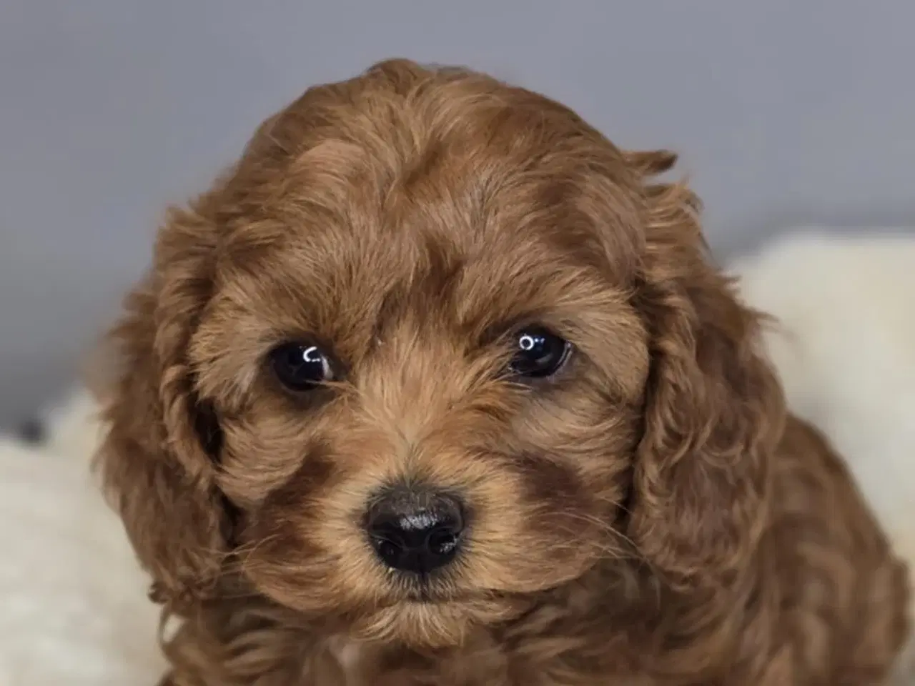 Billede 3 - Amerikansk Cockapoo F1B Pige