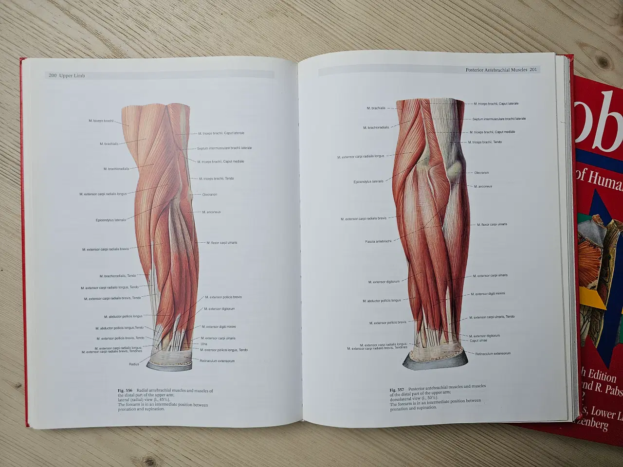 Billede 2 - Sobotta Atlas of Human Anatomy Medicin og sundhed