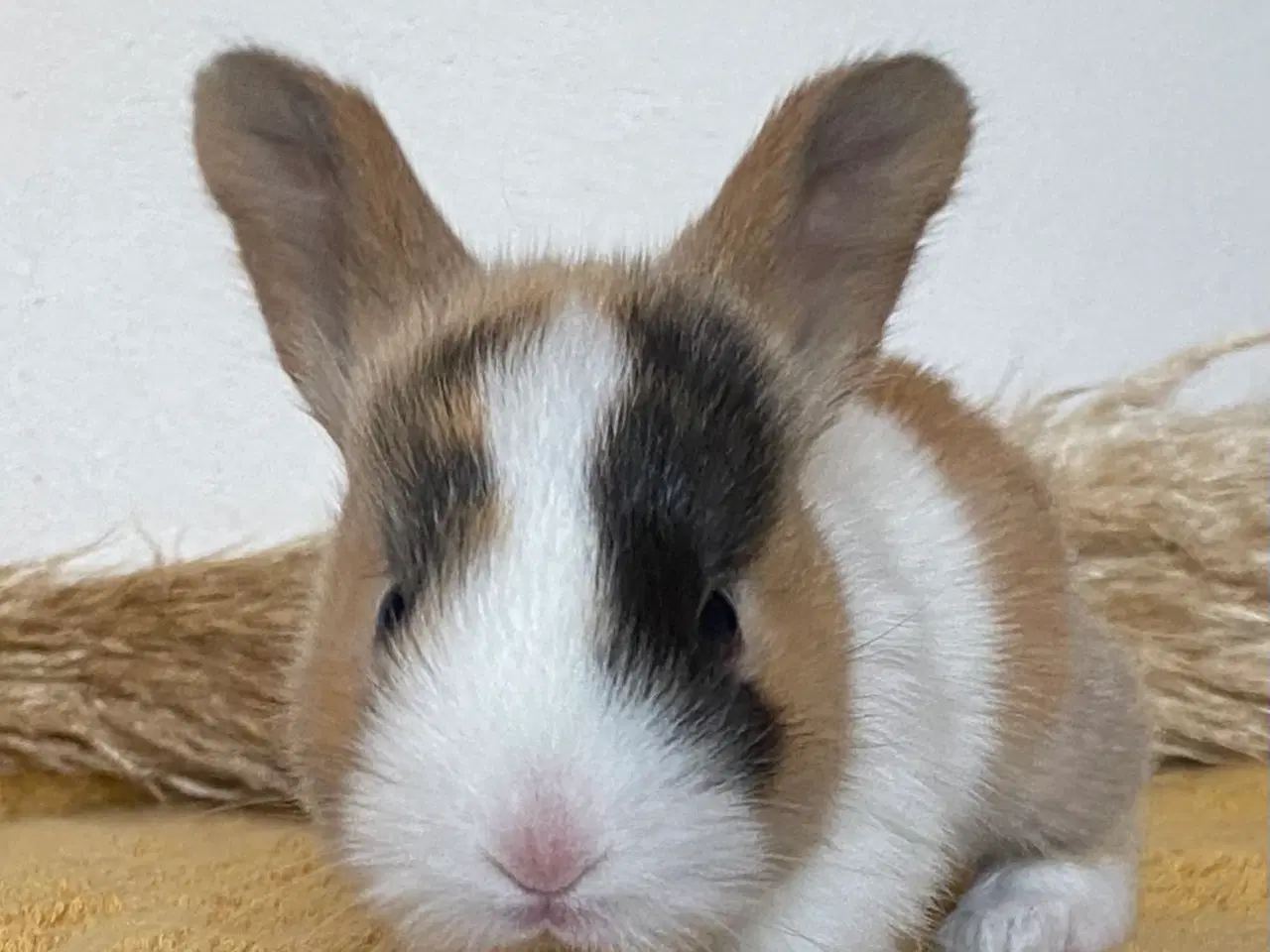 Billede 7 - HOLLÆNDER HAN JAPANER SORT/GUL