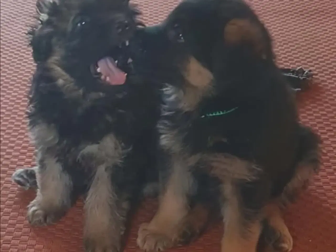 Billede 6 - Schæfer valp til påske 