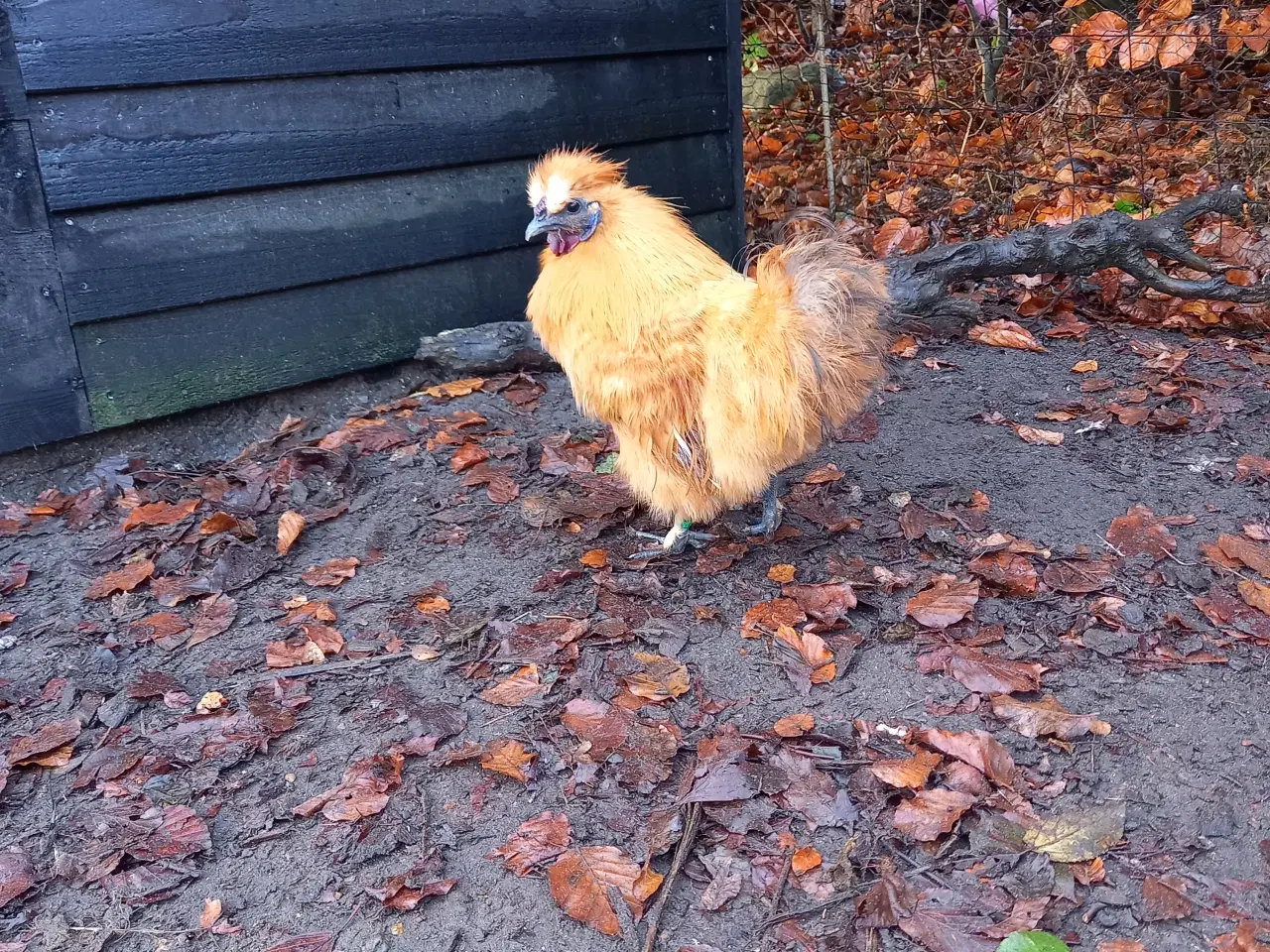 Billede 2 - Dværg silkehøns 