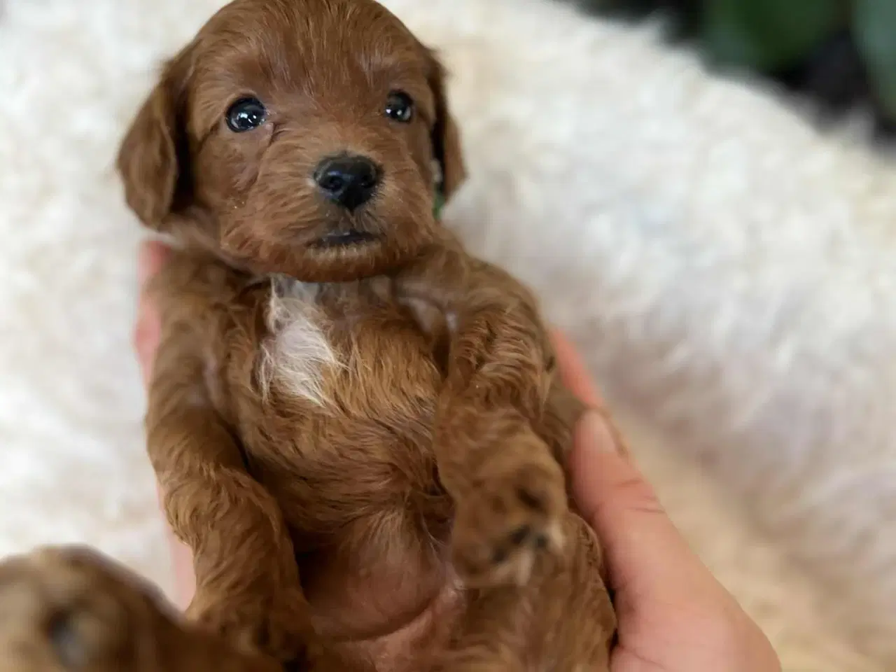 Billede 4 - Maltipoo tæve 