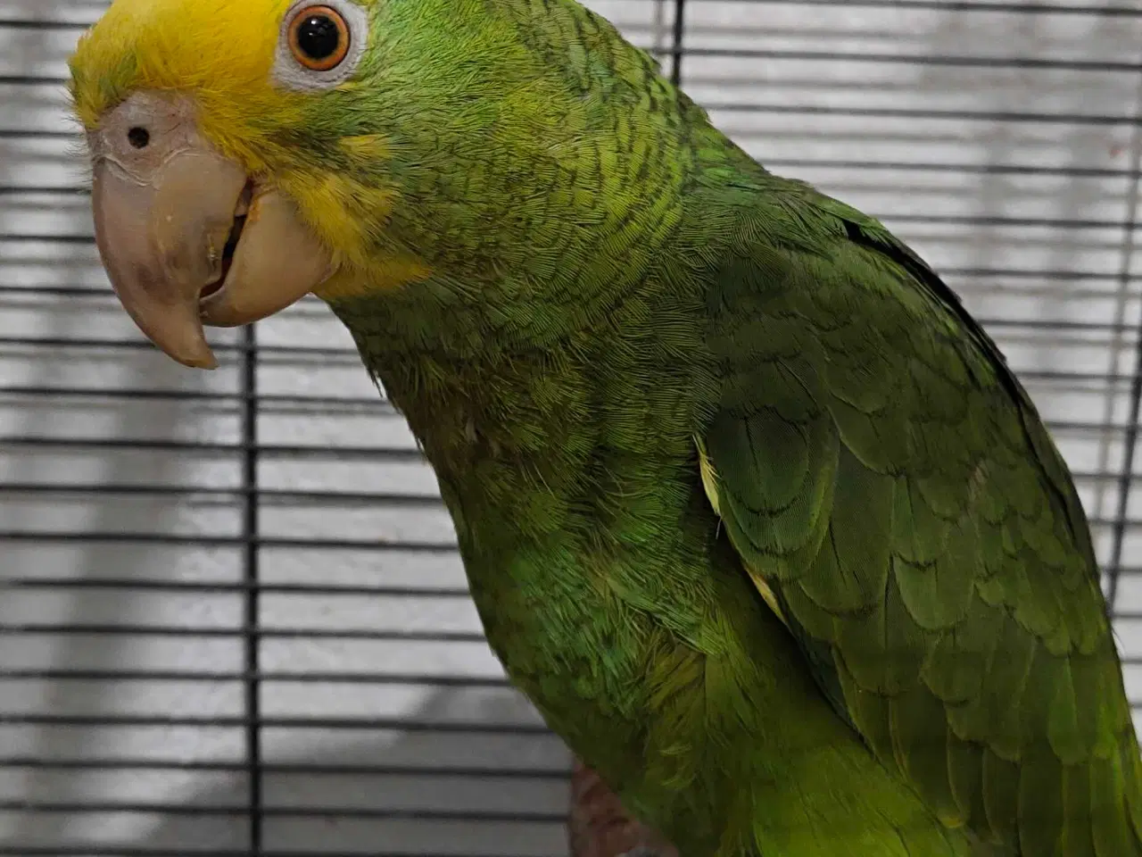 Billede 5 - Dobbelt gule hovedet Amazona