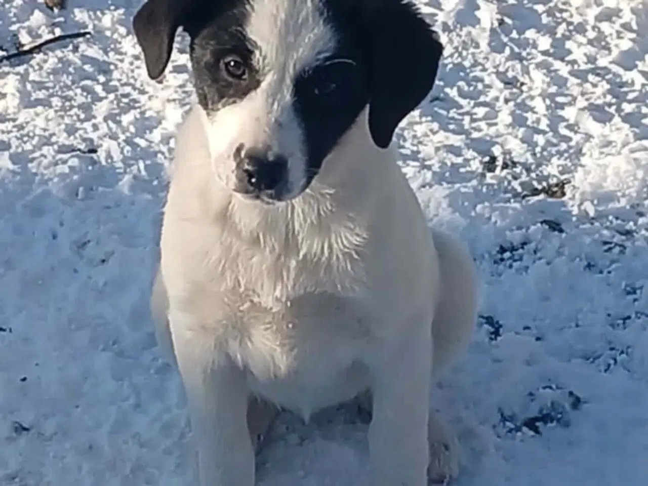 Billede 2 - Søde Muriel søger sit 4ever hjem