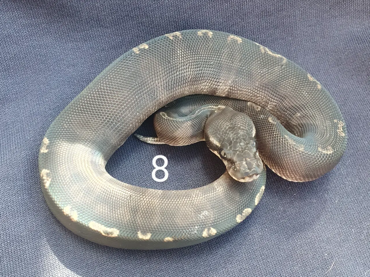 Billede 8 - Kongepython morfer 2025