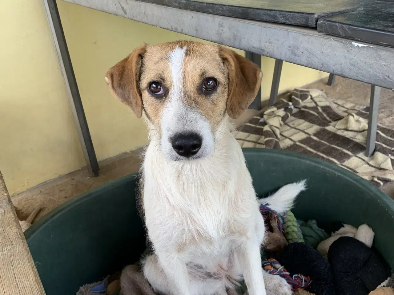 Billede 4 - Vita søger familie! 🩷