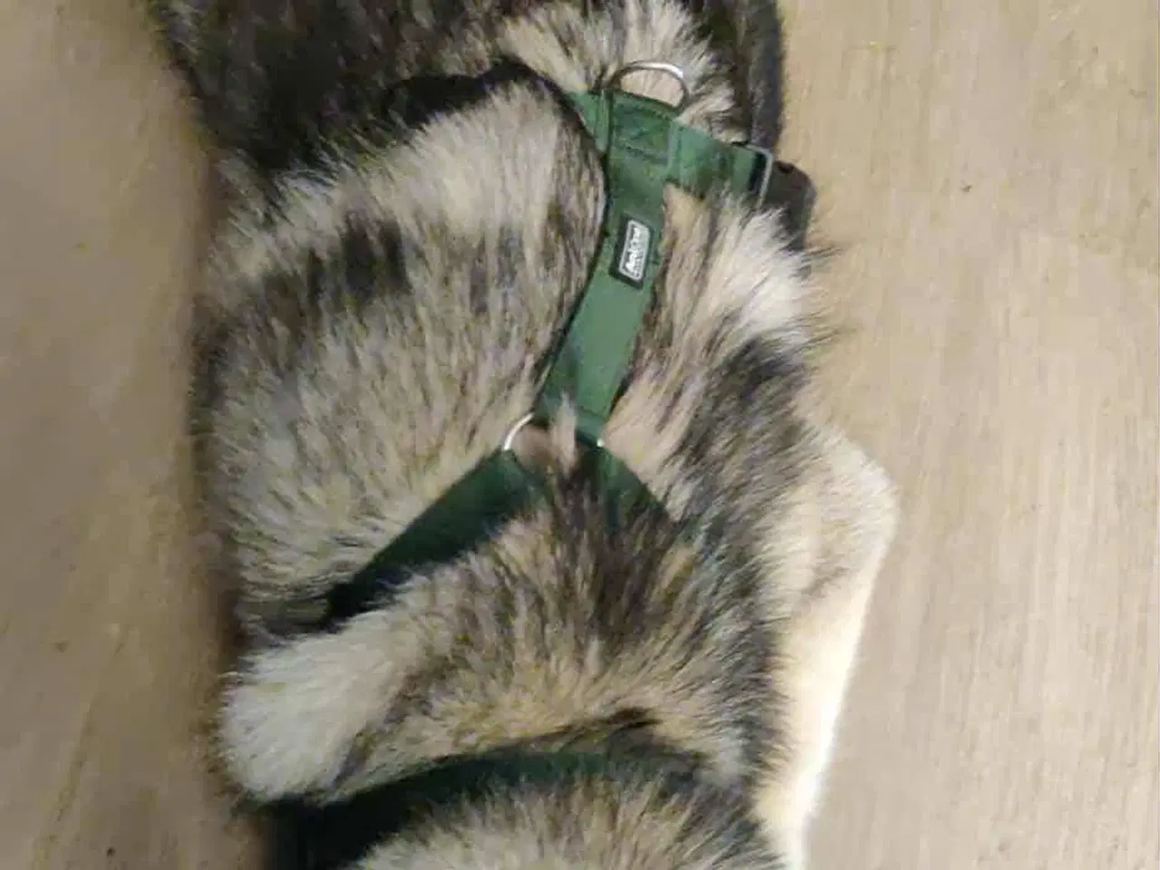 Billede 7 - Hund søger ny hjem 