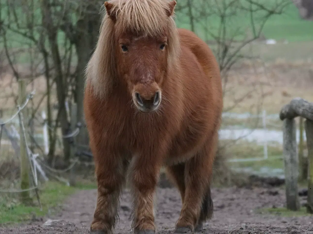 Billede 15 - Shetlænderen Betterøv