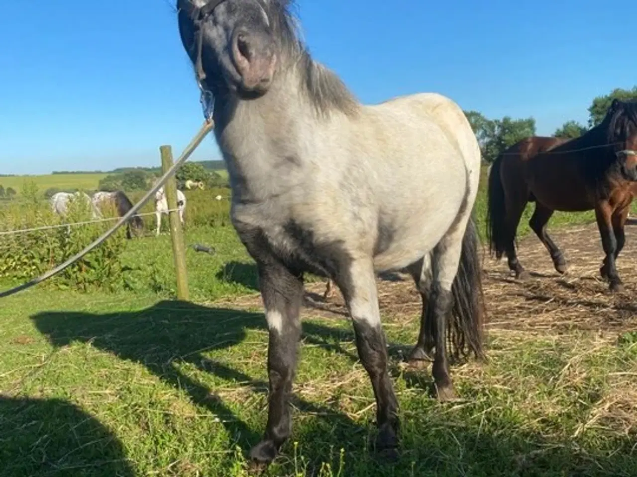 Billede 1 - Speciel og lækker hingst søger nyt hjem